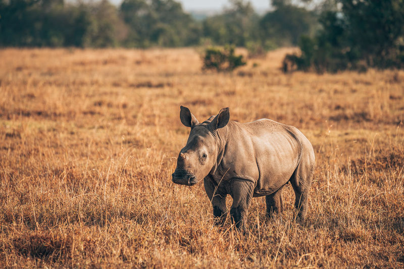 Rhino standing at field