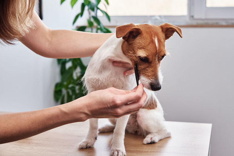 Woman brushing dog. owner combing her jack russell terrier. pet care