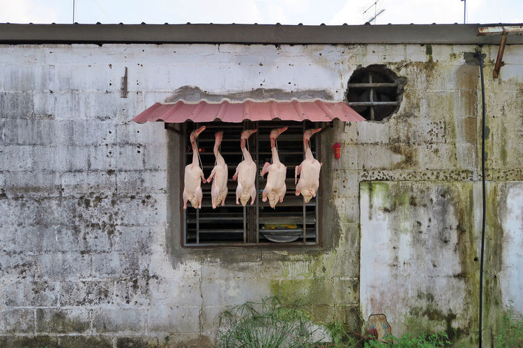 Duck meat hanging by window of old building