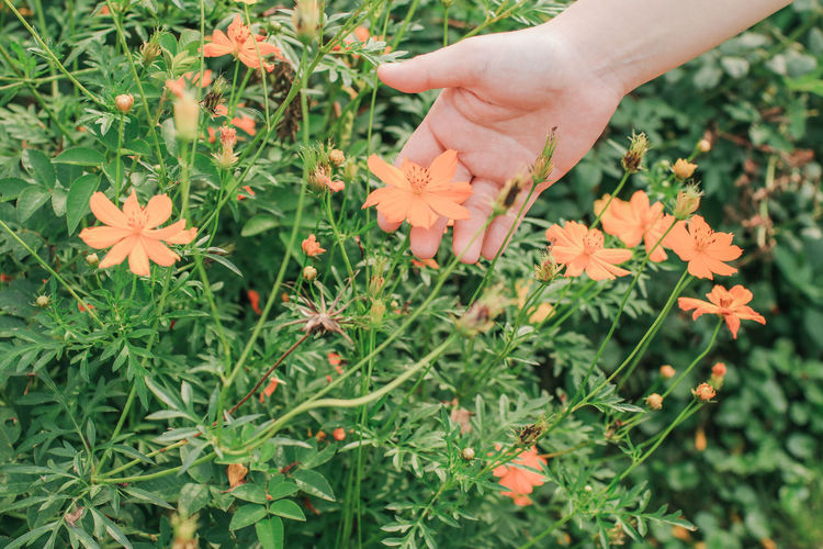 Cropped hand touching flowers in field