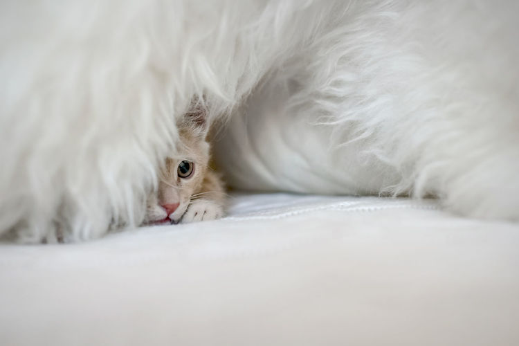 Cute scared kitten is playing hide and seek on the bed in blanket 