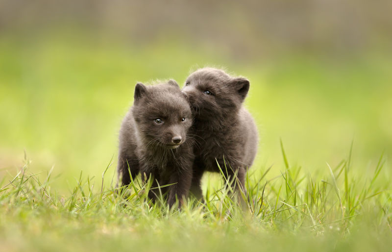 Black hairy fox pups on grass
