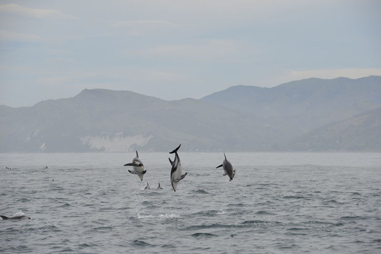 View of birds in sea against mountain range