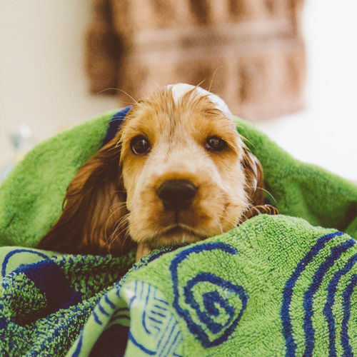 Portrait of wet cocker spaniel covered with towel at home