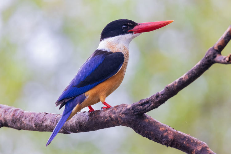 Black-capped kingfisher in park. black-capped kingfisher bird.