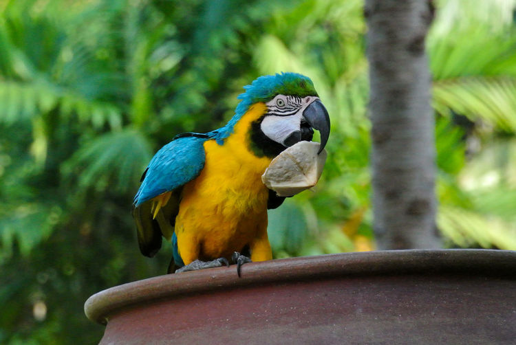 Macaw on cray pot with coconut in mouth.