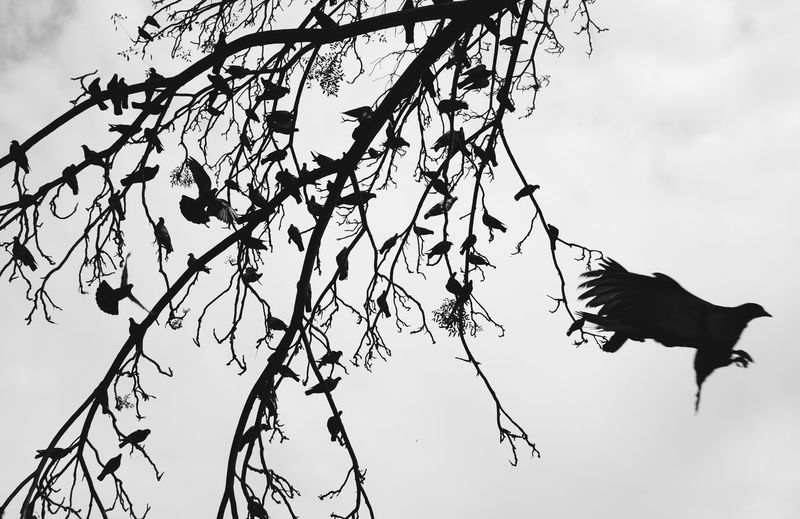 Low angle view of silhouette perching on tree against sky