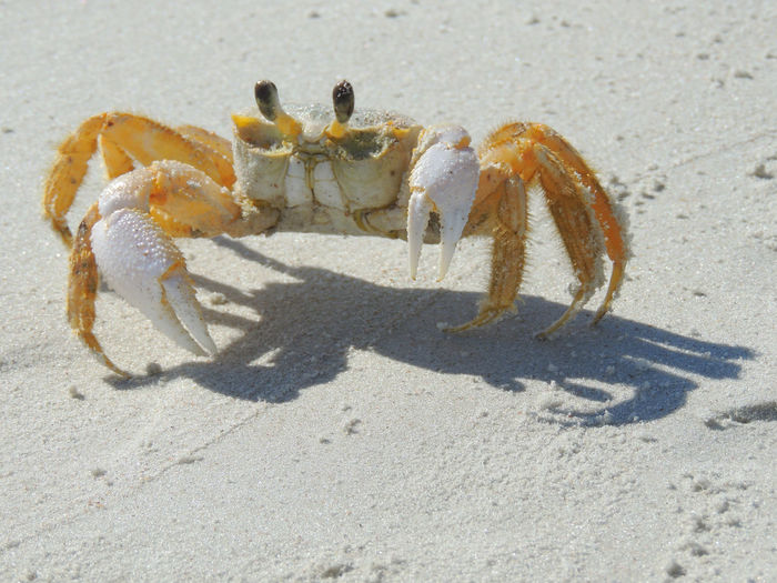 Close-up portrait of crab on sand