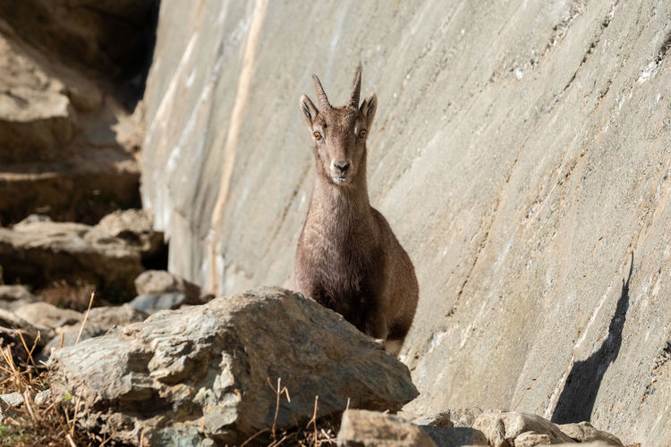 Close-up of deer on rock