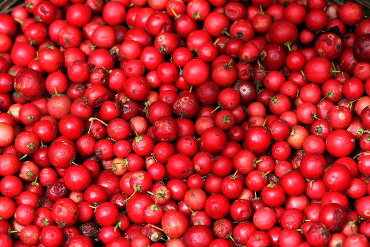 Full frame shot of cranberries