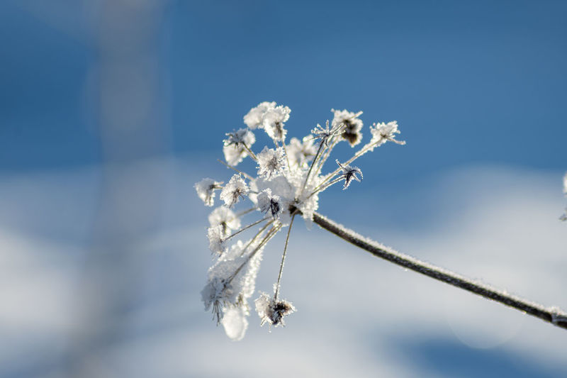 Close-up of frozen plant against snow