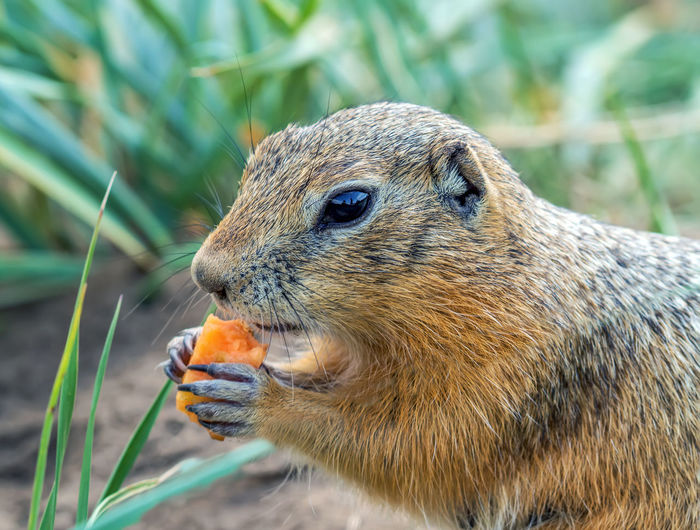 Close-up of squirrel