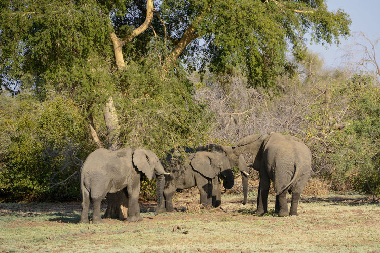 Elephant standing in a field