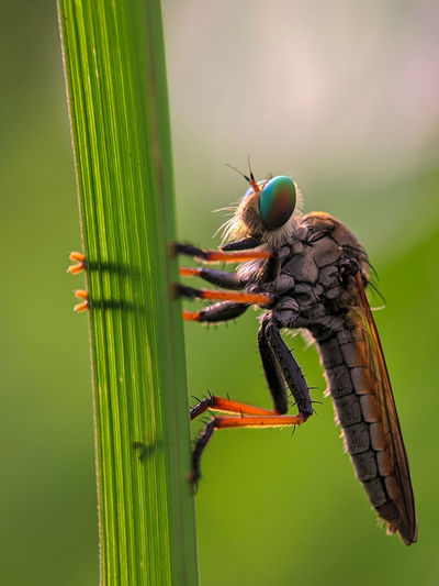 Robberfly on the grass