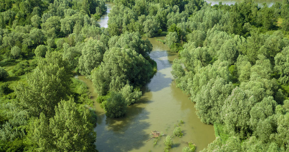 High angle view of river amidst trees in forest