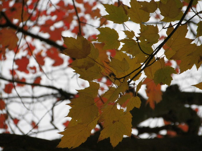 Low angle view of maple leaves on tree