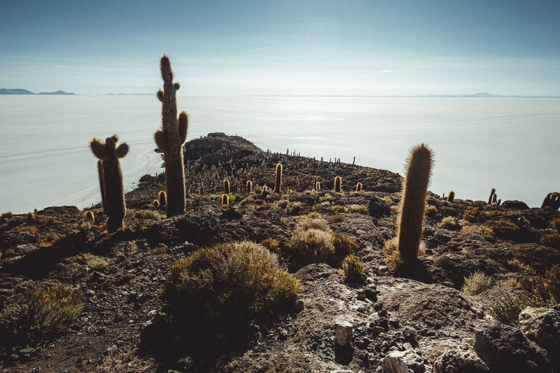 Incahuasi island cactus in the salar