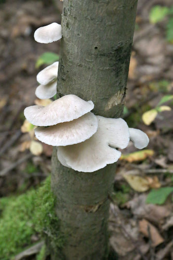 Close-up of white mushrooms growing on tree