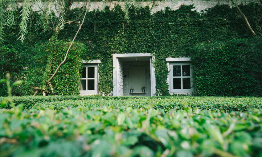 Surface level of building by plants