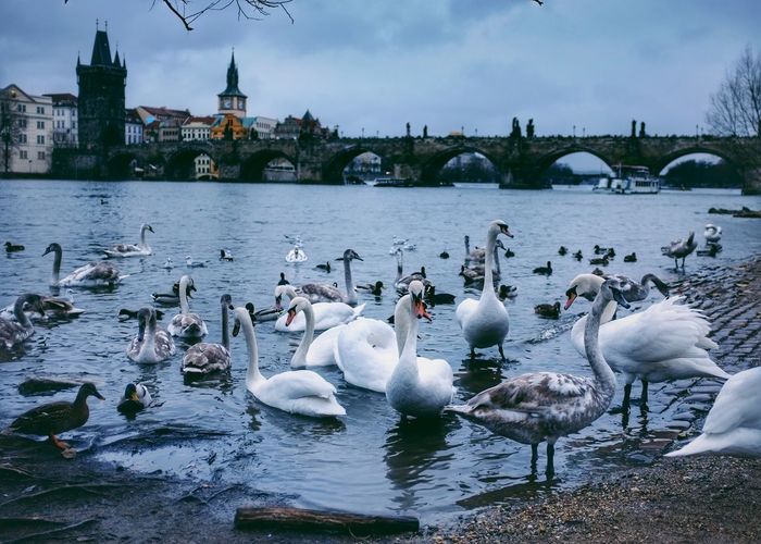 Swans on a vltava river in prague. charles bridge in the background.