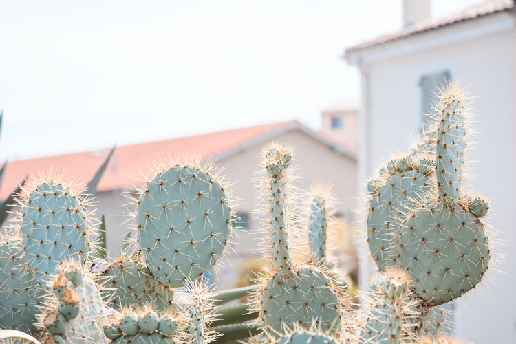 Close-up of cactus plant against building