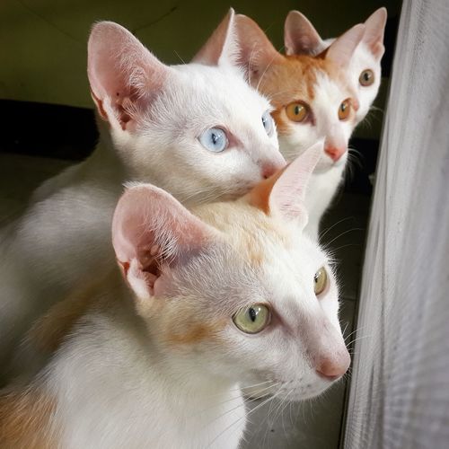 Close-up of cats