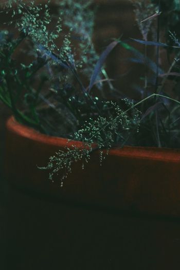 Close-up of plant growing in plant pot