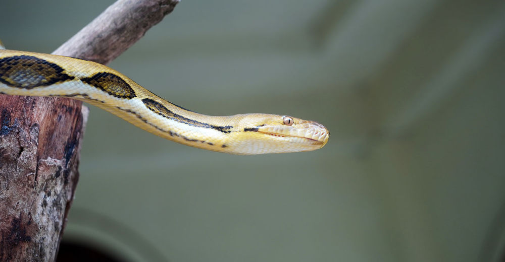 Snake coiled on tree trunk in selective focus