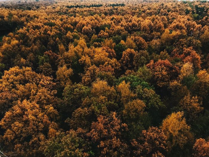 Full frame shot of trees in forest