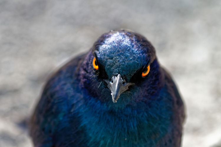 Close-up portrait of cape glossy starling bird