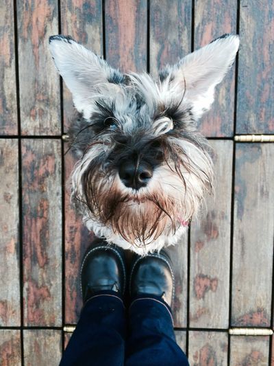 Low section of person standing by miniature schnauzer on wooden floor