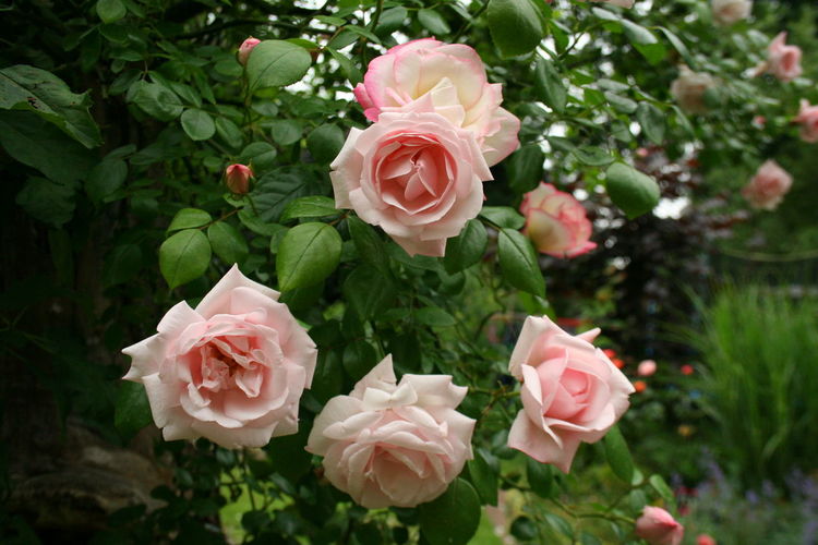 Close-up of roses blooming