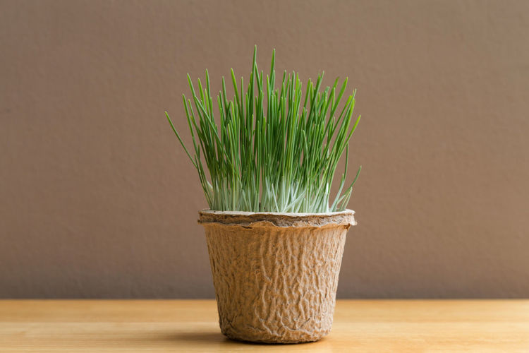 Green organic wheatgrass in the recycled paper pot on wood table and brown wall