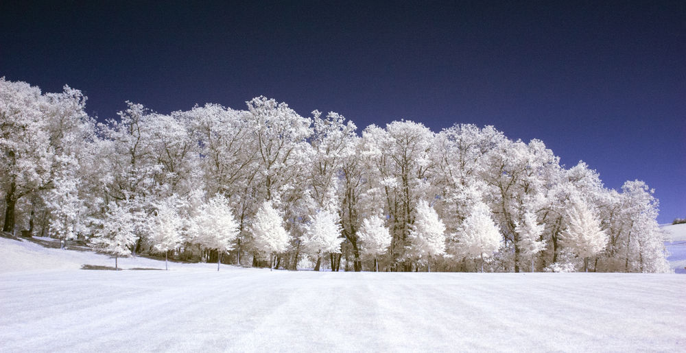 Snow covered plants on field against sky