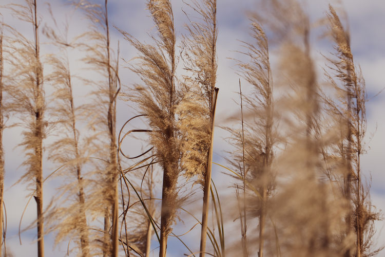 Tall marsh grass close up