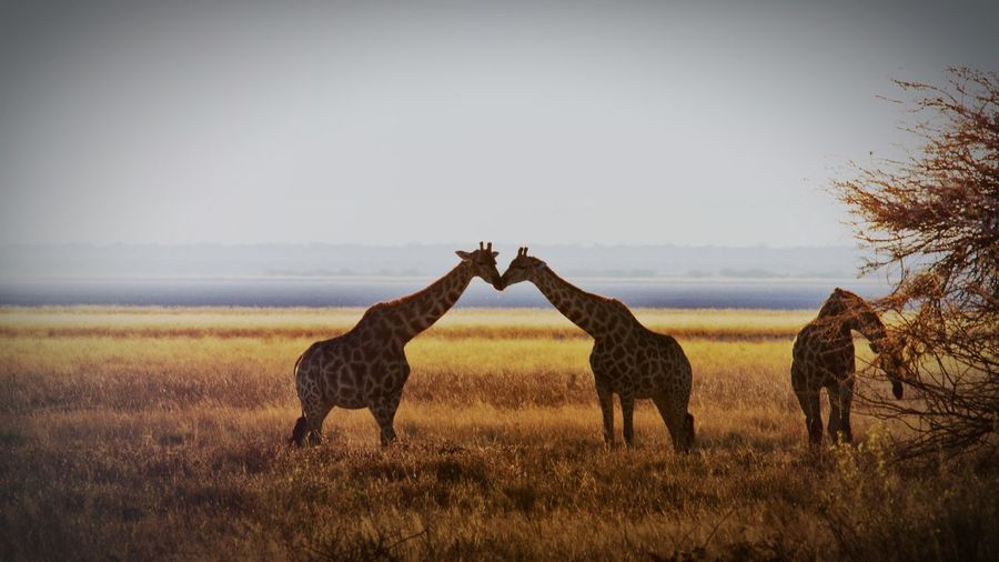 Giraffes standing on grassy field against sky at etosha national park