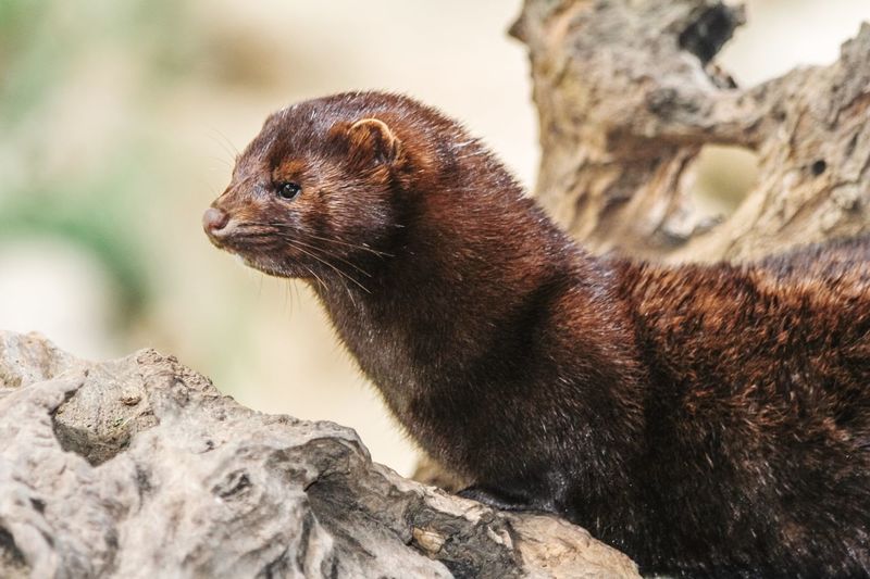 Close-up of mongoose on rock outdoors