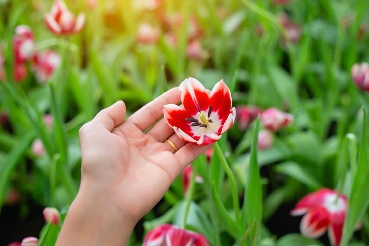 Close-up of hand holding red flower