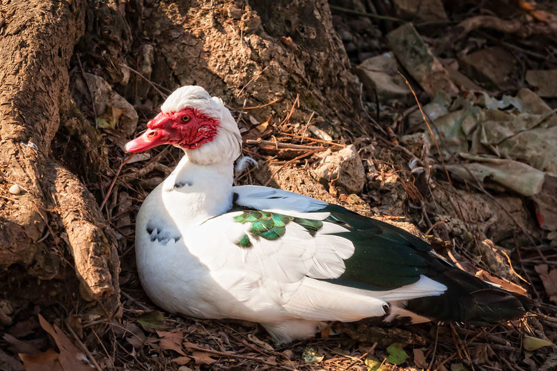 Close-up of muscovy duck