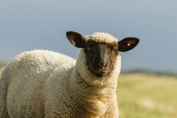 Portrait of sheep on field against sky