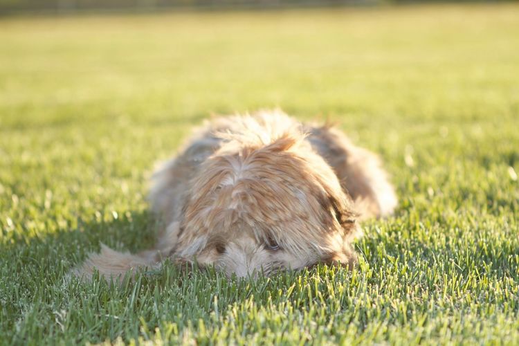 Soft-coated wheaten terrier dog relaxing on grassy field