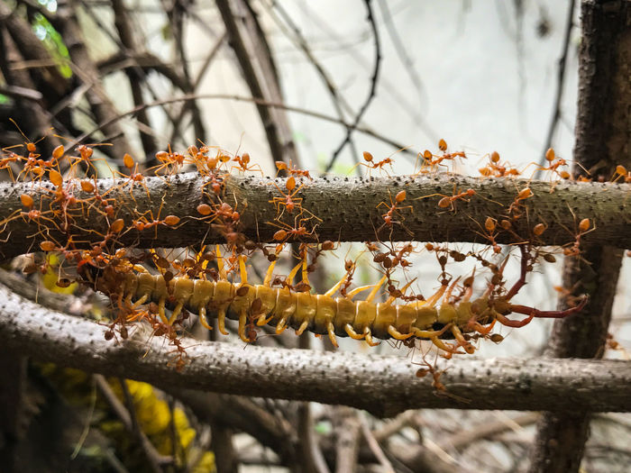 Close-up of red ants on branch