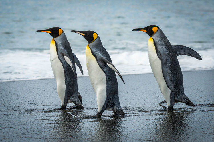 Three king penguins walking together on beach