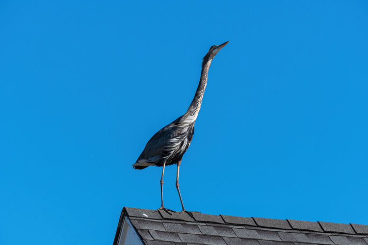 Great blue heron standing tall on the roof of a house.