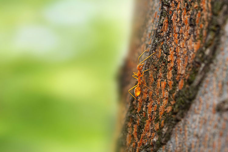 Fire ant on branch in nature ,selection focus only on some points in the image.