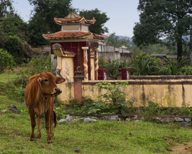 Brown cow with velvety coat gazing to her left with small countryside shrine in the background