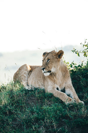 Lion in kenya