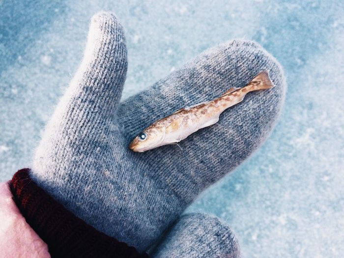 Mittened hand holding frozen fish