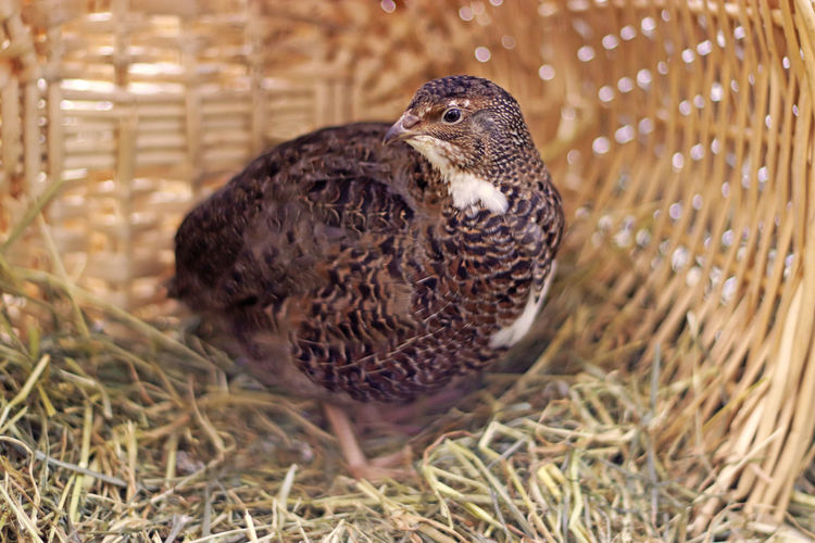 Close-up of a duck