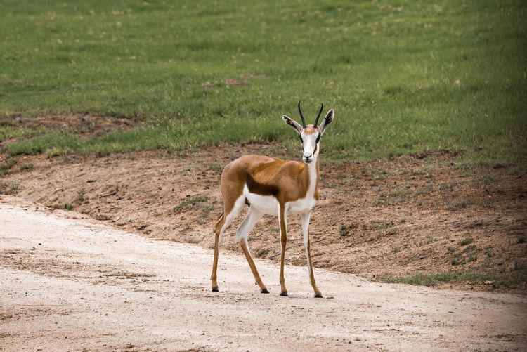 Springbok calf standing at san diego safari park